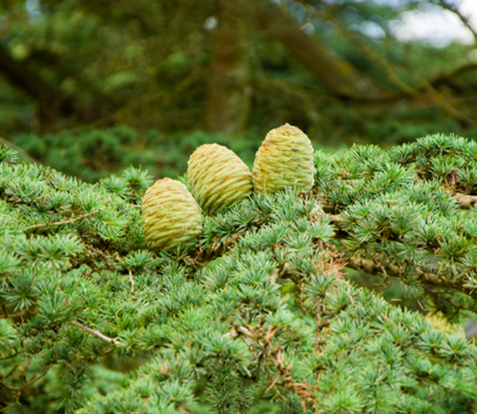 Cèdre Atlas