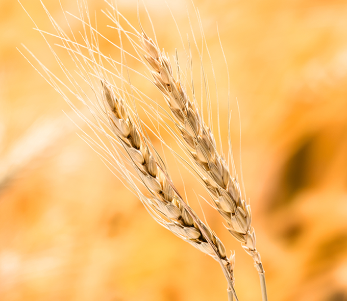 Blé Dur et Tendre